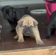 Female Boerboel Puppy, 1-3 Months Old - 2