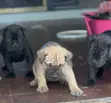 Female Boerboel Puppy, 1-3 Months Old - 3