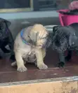 Female Boerboel Puppy, 1-3 Months Old - 4