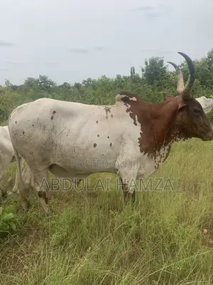 Healthy Cows for Sale