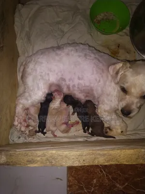 Male Purebred Poodle Puppy (0-1 month)