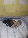 Male Purebred Poodle Puppy (0-1 month) - 2