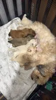 Male Purebred Poodle Puppy (0-1 month) - 3