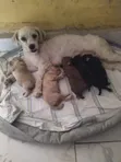 Male Purebred Poodle Puppy (0-1 month) - 4