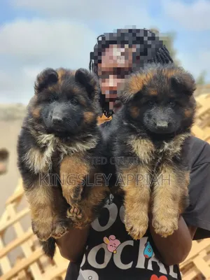 Purebred German Shepherd Puppies - 1-3 Months Old