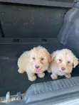 Purebred Female Poodle Puppy (1-3 Months) - 1