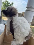 Purebred Female Poodle Puppy (1-3 Months) - 2