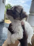 Purebred Female Poodle Puppy (1-3 Months) - 3