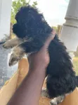 Purebred Female Poodle Puppy (1-3 Months) - 4