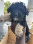 Purebred Female Poodle Puppy (1-3 Months) - 5
