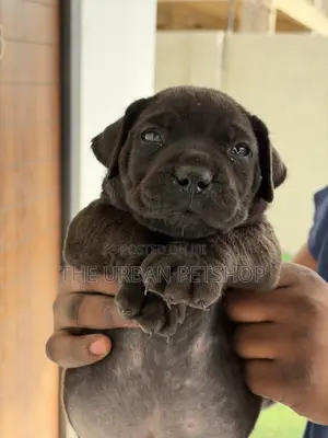1-3 Month Old Female Purebred Boerboel Puppy