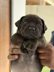 1-3 Month Old Female Purebred Boerboel Puppy - 1