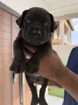 1-3 Month Old Female Purebred Boerboel Puppy - 2
