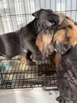 1-3 Month Old Female Purebred Boerboel Puppy - 3