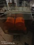 Commercial Orange Juicer - Barista Pro - 2