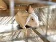 Rabbits for Consumption - 1