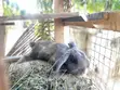 Rabbits for Consumption - 2