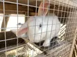 Rabbits for Consumption - 3