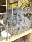 Rabbits for Consumption - 4