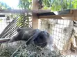 Rabbits for Consumption - 5