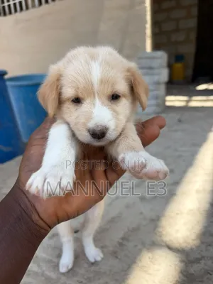 Female Mixed Breed Mutt Puppy, 1-3 Months