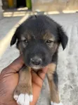Female Mixed Breed Mutt Puppy, 1-3 Months - 2