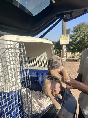 Male Purebred Cane Corso Puppies (1-3 Months)