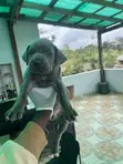 Male Purebred Cane Corso Puppies (1-3 Months) - 2