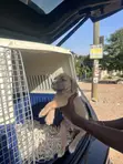Male Purebred Cane Corso Puppies (1-3 Months) - 3