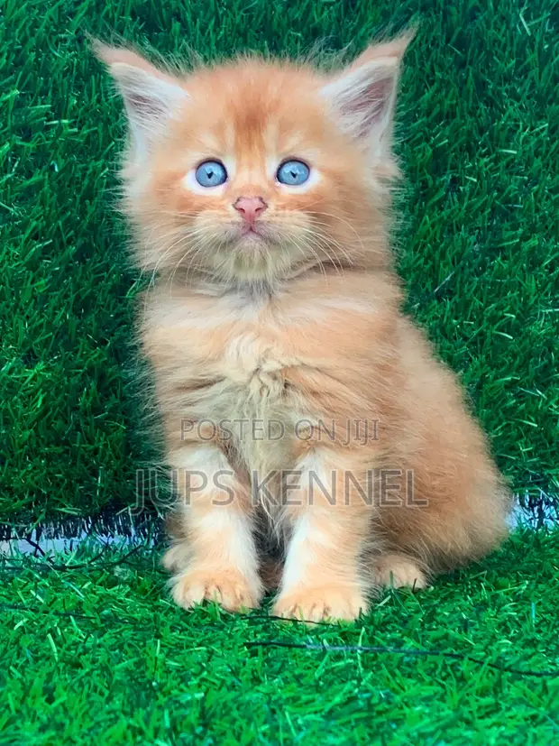 Purebred Maine Coon Kittens (1-3 Months Old) - 1