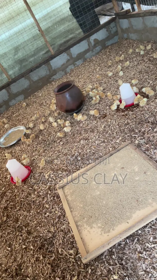 Sasso Broiler Chicks (4 Weeks Old) - 1