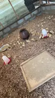 Sasso Broiler Chicks (4 Weeks Old) - 1