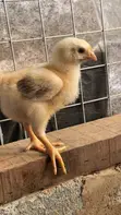 Sasso Broiler Chicks (4 Weeks Old) - 2
