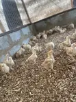 Sasso Broiler Chicks (4 Weeks Old) - 3