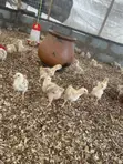 Sasso Broiler Chicks (4 Weeks Old) - 4