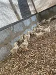 Sasso Broiler Chicks (4 Weeks Old) - 5