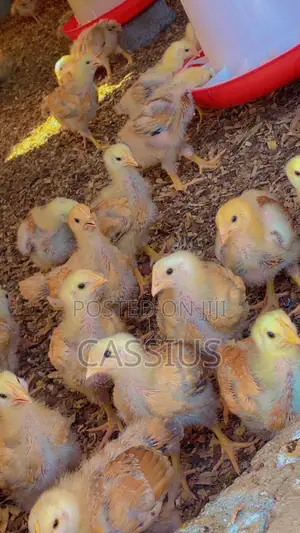 Sasso Broiler Chicks (4 Weeks Old)