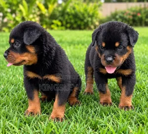 Purebred Rottweiler Puppy - 1-3 Months Old