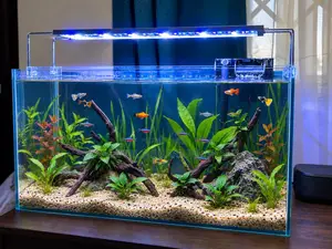 All Natural Table Top Aquarium