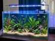 All Natural Table Top Aquarium - 1