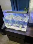 All Natural Table Top Aquarium - 2