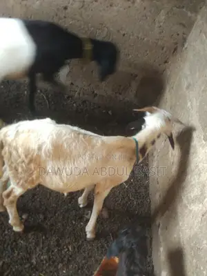Sheep for Sale - 500 Heads