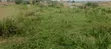 Residential Plot for Sale - Amasaman Danchira - 5