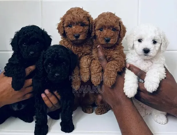 Purebred Poodle Puppy - 1-3 Months Old - 1