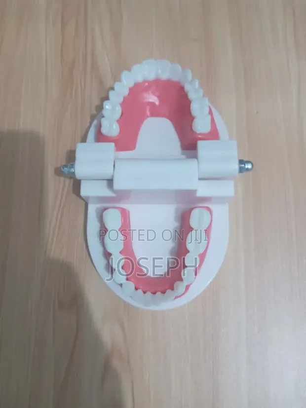 Dental Teeth Anatomy Model - 1