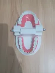Dental Teeth Anatomy Model - 1