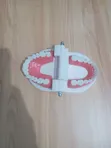 Dental Teeth Anatomy Model - 2