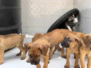 Purebred Boerboel Puppies (1-3 Months)