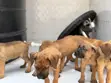 Purebred Boerboel Puppies (1-3 Months) - 1