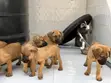 Purebred Boerboel Puppies (1-3 Months) - 2